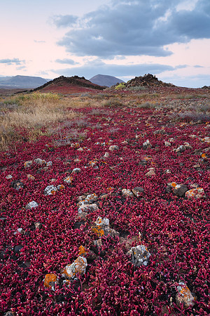 La "alfombra roja" creada por el Cosco (Mesembryanthemum Nodiflo