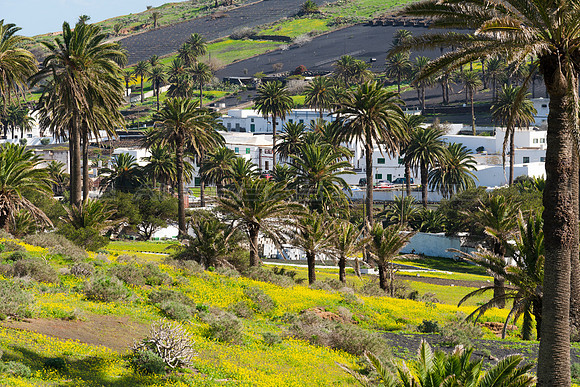 Tras el palmeral, el pueblo - Haria, Lanzarote.