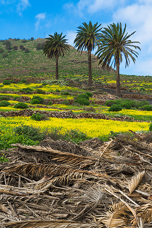 Trilogia de palmeras - Valle de Haria.