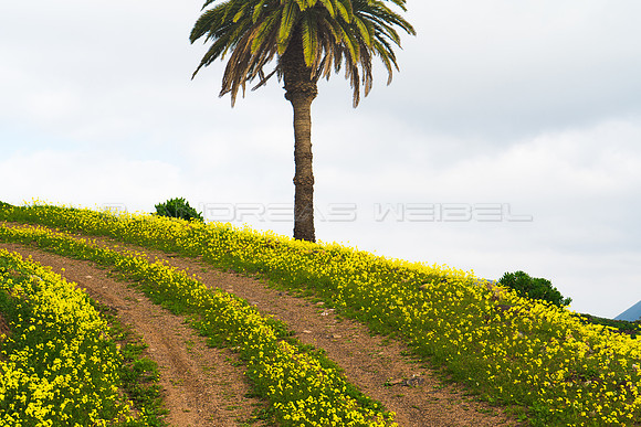 Curva con flores - Valle de Haria.