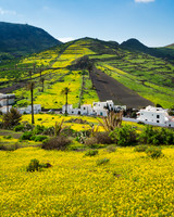 Un paisaje en verde-amarillo - Haria, Lanzarote.