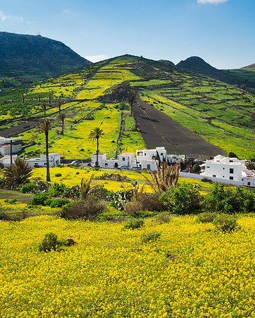 Un paisaje en verde-amarillo - Haria, Lanzarote.
