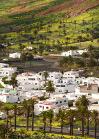 Entre palmerales - Haria, Lanzarote.