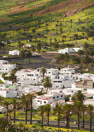 Entre palmerales - Haria, Lanzarote.