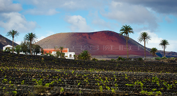 Entre volcán, palmeras, vides - Masdache, Lanzarote