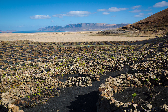Viñedo en El Jable con el Risco de Famara al fondo - Tiagua.