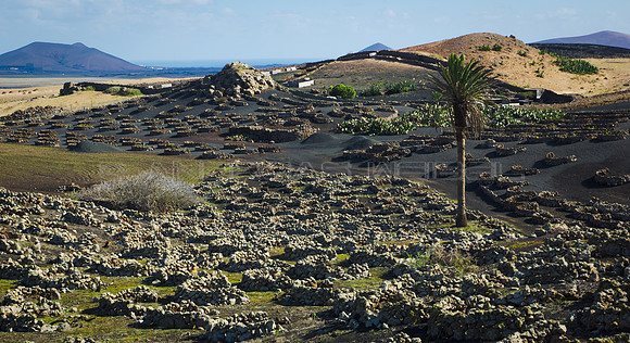 Lanzarote rural - Campos en Tiagua