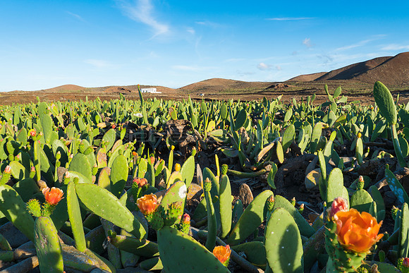 Cultivo de Cochinilla en Guatiza, Teguise.