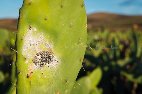 Cochinillas en un cactus - Guatiza, Teguise.