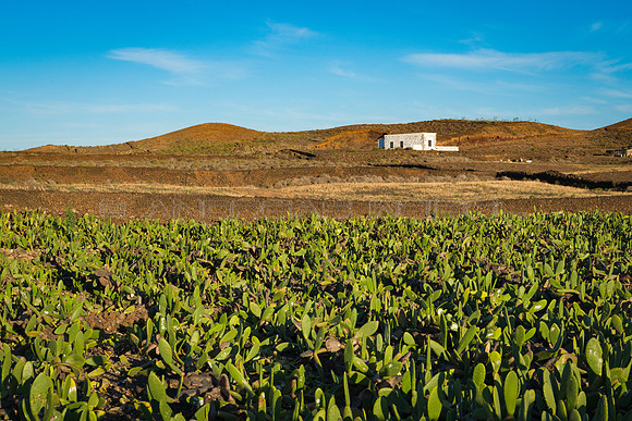 Campo de tuneras para el cultivo de la Cochinilla - entre Guatiz