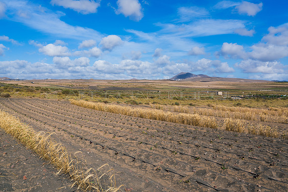 Campo de batata en la llanura de Zonzamas - San Bartolomé y Teg