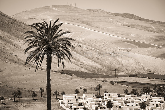 Palmera Canaria ante Los Ajaches - Uga, Lanzarote.
