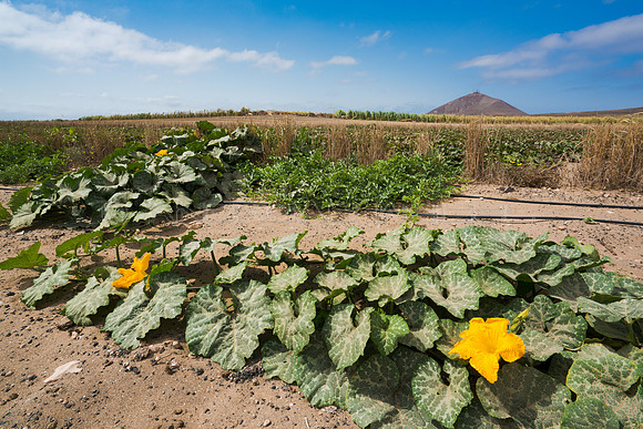 Calabaza en flor en El Jable - Llanura de Zonzamas, San Bartolom