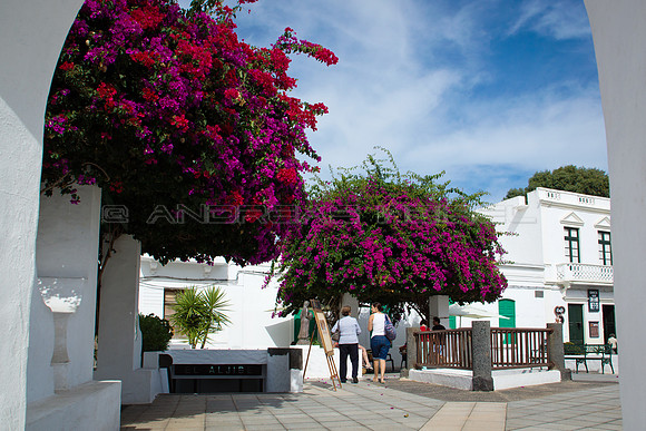 Buganvillas en la Plaza de la Constitución - Haria.