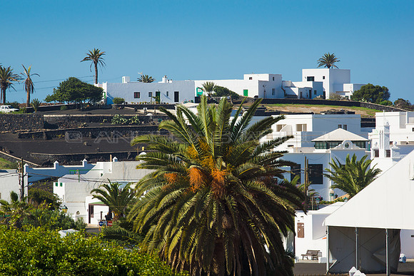 Palmera Canaria (Guarapo) en el pueblo de Uga - Yaiza.