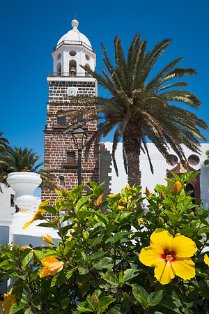Hibiscus en la Plaza de la Constitución - Villa de Teguise.