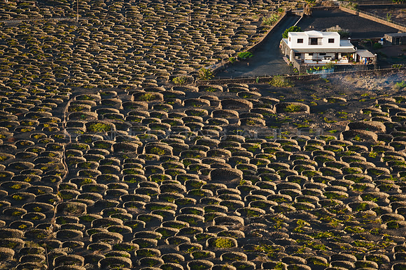 Un paisaje de muritos - Masdache, La Geria.