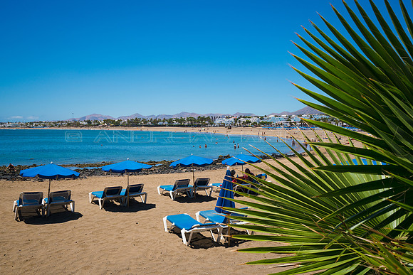 Playa de Los Pocillos con palmera - Puerto del Carmen, Tías.