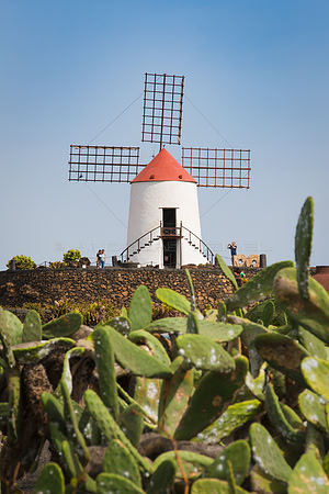 El Molino de Guatiza con Cacti - Teguise.