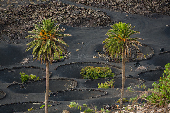 Palmeras en La Geria - Yaiza.