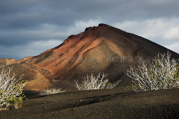 Hgueras en Timanfaya - Lanzarote, Canarias