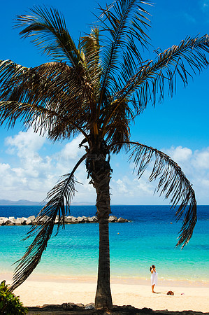 Playa con Palmera - Playa Flamingo, Yaiza