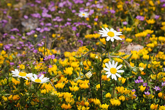 El campo lanzaroteño en flor - Los Valles, Teguise.