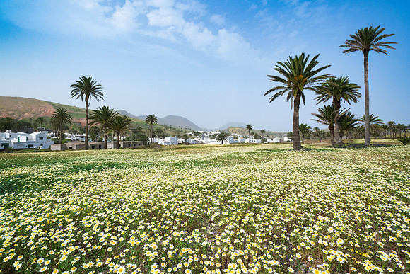 Alfombra de margaritas ante el pueblo de Haria.
