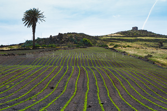 Cultivo de lentejas en Haria.