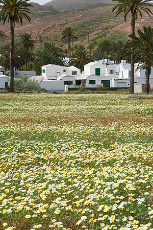 Vista entre margaritas y palmeras a las casas de Haría.
