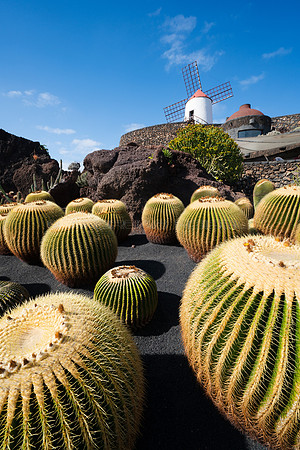 Cacti con molino en el Jardín de Cactus - Guatiza.