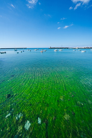 De Verde a Azul - Algas colonizan el fondo marino en el antiguo