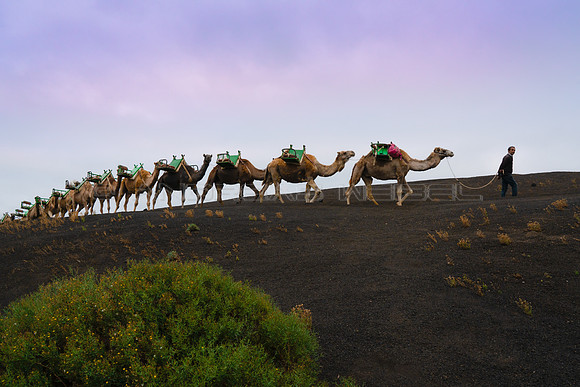 Amanecer con camellos - Parque Nacional de Timanfaya, Yaiza.