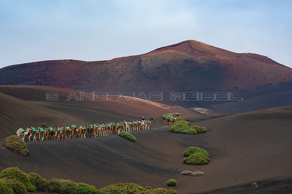 Camellos en el paisaje volcánico del Parque Nacional de Timanfa