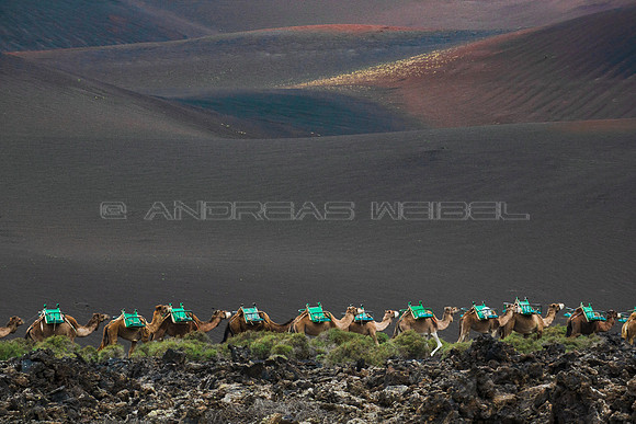 Dunas de rofe con camellos - Parque Nacional de Timanfaya, Lanza
