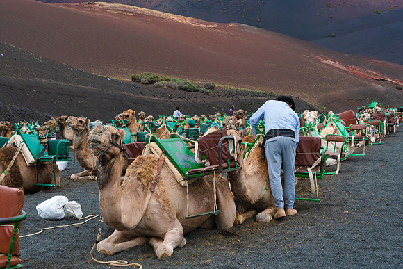 Preparando los camellos en el Echadero - Parque Nacional de Tima