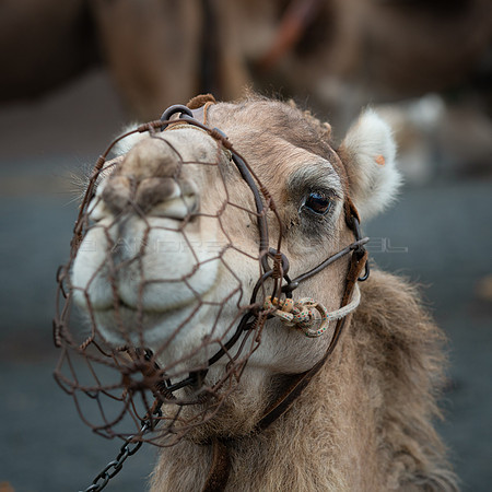 Retrato de camello - Echadero de Camellos,  Parque Nacional de T