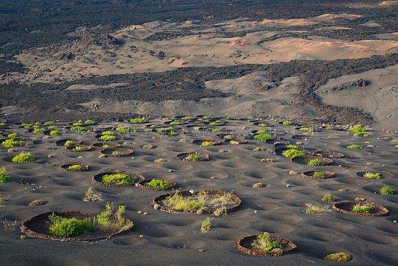 Higueras en la luna - Parque Nacional de Timanfaya, Yaiza.