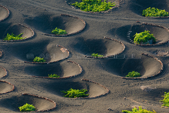 Hoyos con vid - La Geria, Lanzarote