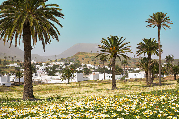 El pueblo de Haria rodeado por palmeras y margaritas - Lanzarote