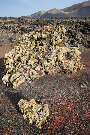 Lava con líquenes en el Parque Natural de los Volcanes - Lanzar