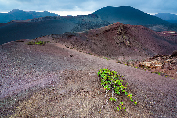 Vinagrera en un paraje de colores - Timanfaya, Lanzarote.