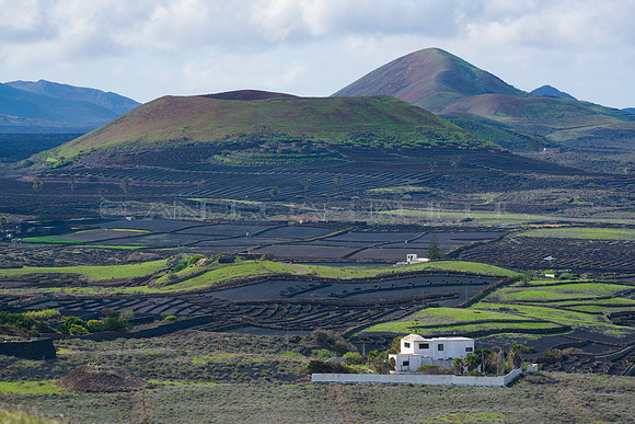 El campo lanzaroteño se tiñe de verde - La Vegueta.