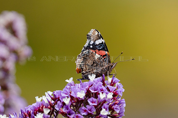 ¡Que aproveche! - Mariposa nutriendose del nectar de un Siempre