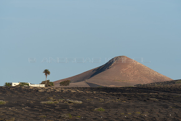 Casa, Palmera y Volcán