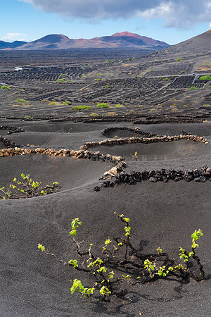 Hoyos con vid - Viñedo en La Geria con los volcanes de Timanfay