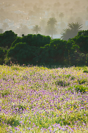Recuerdo del invierno - Pradera de flores ante las casas de Hari