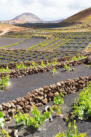 Viñedos de Tinguatón - Tinajo.