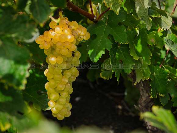 Uva malvasia - La Geria.