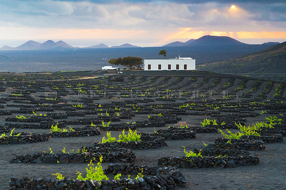 Viñedo con Finca en La Geria - Yaiza.